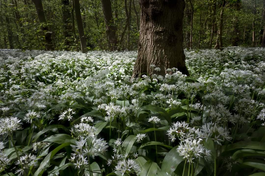 Chrisp_2019's tweet photo. Some of my images of the wild garlic a few weeks ago from my local woodland #photography #woodland #yorkshire https://t.co/21dwanmcNY