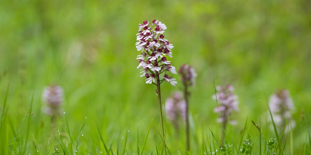 JoeHobden's tweet photo. Lady Orchids from Denge Wood, Kent. Every colour in the rainbow and more! https://t.co/O4kBzS4qb5