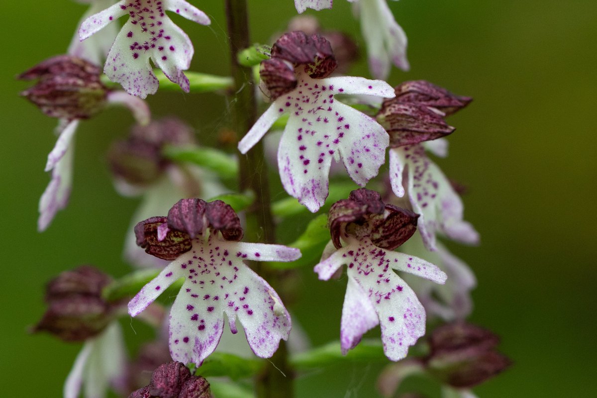 JoeHobden's tweet photo. Lady Orchids from Denge Wood, Kent. Every colour in the rainbow and more! https://t.co/O4kBzS4qb5