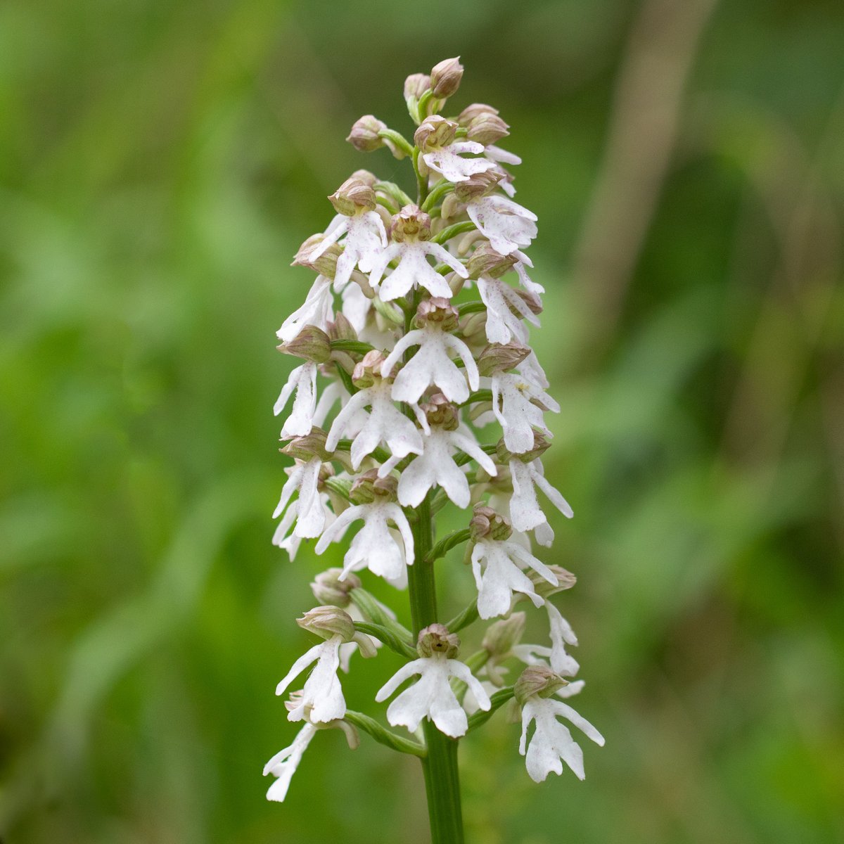 JoeHobden's tweet photo. Lady Orchids from Denge Wood, Kent. Every colour in the rainbow and more! https://t.co/O4kBzS4qb5