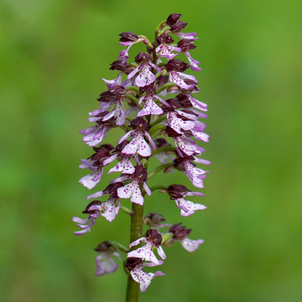 JoeHobden's tweet photo. Lady Orchids from Denge Wood, Kent. Every colour in the rainbow and more! https://t.co/O4kBzS4qb5