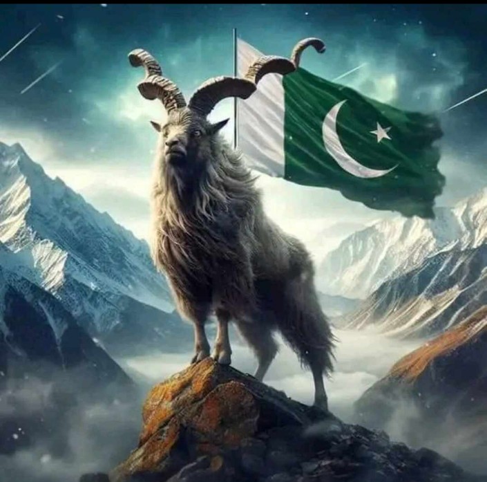 shammasdar's tweet photo. INTERNATIONAL MARKHOR DAY 🌎 
 `Let Us Unite To Protect The Majestic Markhor a Symbol of Pakistan 🇵🇰 Natural Heritage &amp; Preserve It's Habitat For Future Generations` 
@PakistanJannatt https://t.co/sYkAGLIZNv