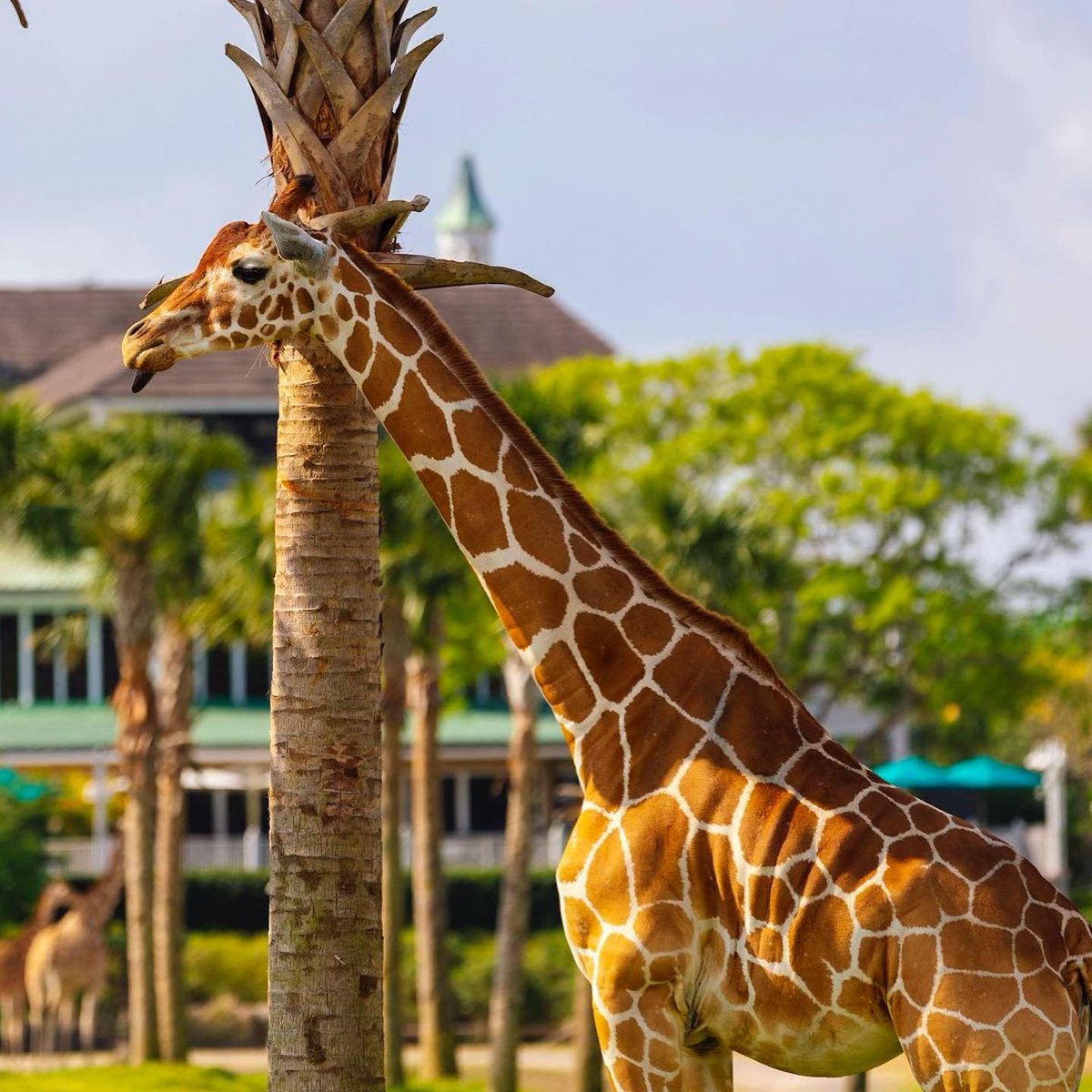 There's millions of ways to play in Tampa Bay. @BuschGardens, @floridaaquarium, and @ZooTampa at Lowry Park welcome guests into a variety of award-winning immersive environments that educate and offer  family fun.