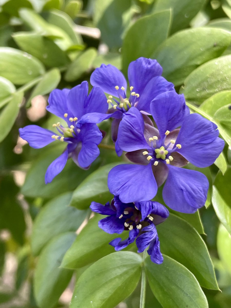 andrewkearns64's tweet photo. Lignumvitae (Guaiacum sanctum) blooming brilliantly today in the @josemartimast #nativearboretum! ππΏ#mast2324 @FairchildGarden @DadeFNPS @flawildflowers @fl_native_plant @SMdcps @JennPossley https://t.co/Pn1UjRhIfQ