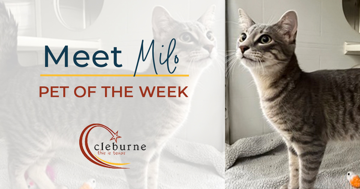 Meet Milo, a 10-month-old cat who's waiting for his new forever home. This sweet &amp; energetic feline has a playful spirit &amp; a loving heart. He loves to chase toys &amp; pounce; but when playtime is over, he'll love to curl up in your lap. 😻 Adopt him here: cleburne.net/petadoptions.