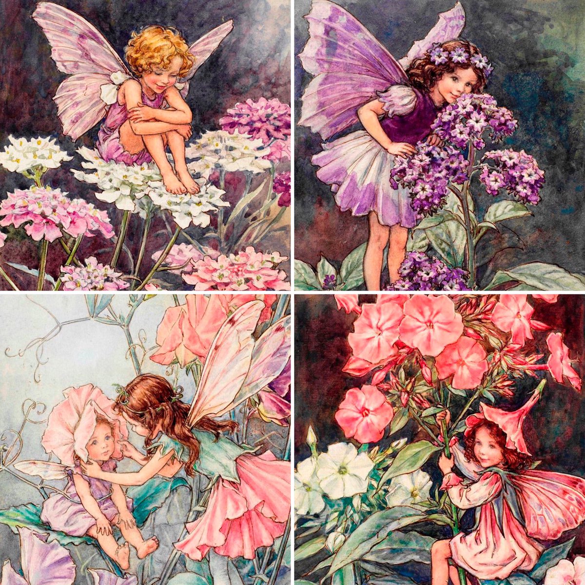 Some flower fairies of the garden for the #FlowerMoon. Here are: Candy Tuft, Heliotrope, Sweet Pea & Flox. #FolkyFriday #fullmoon #FolkloreSunday #Art: Cicely Mary Barker