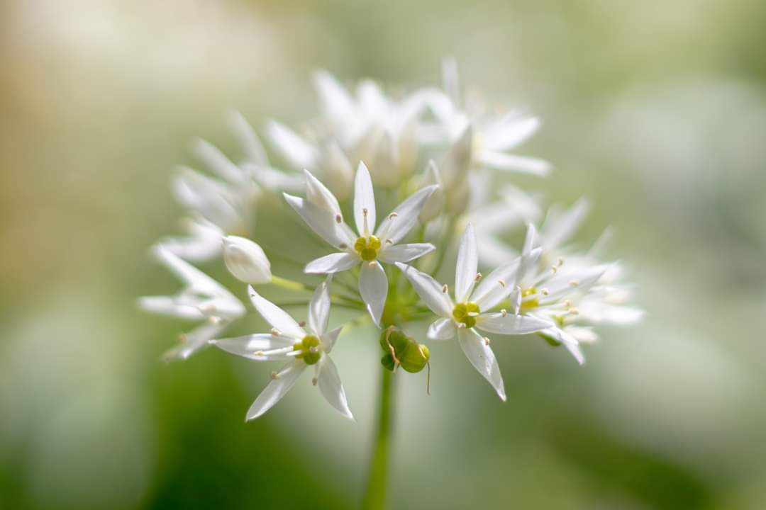 Chrisp_2019's tweet photo. A close up image of a wild garlic flower, really enjoyed looking for a more detailed composition. #photography #macro #woodland https://t.co/Lb5RkqHb6o