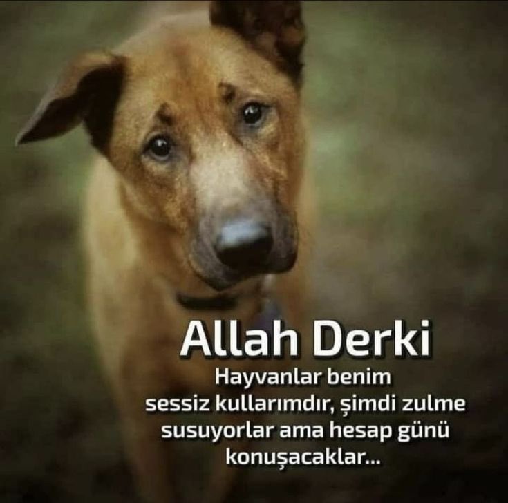 #HayvanKatliamıİstemiyoruz