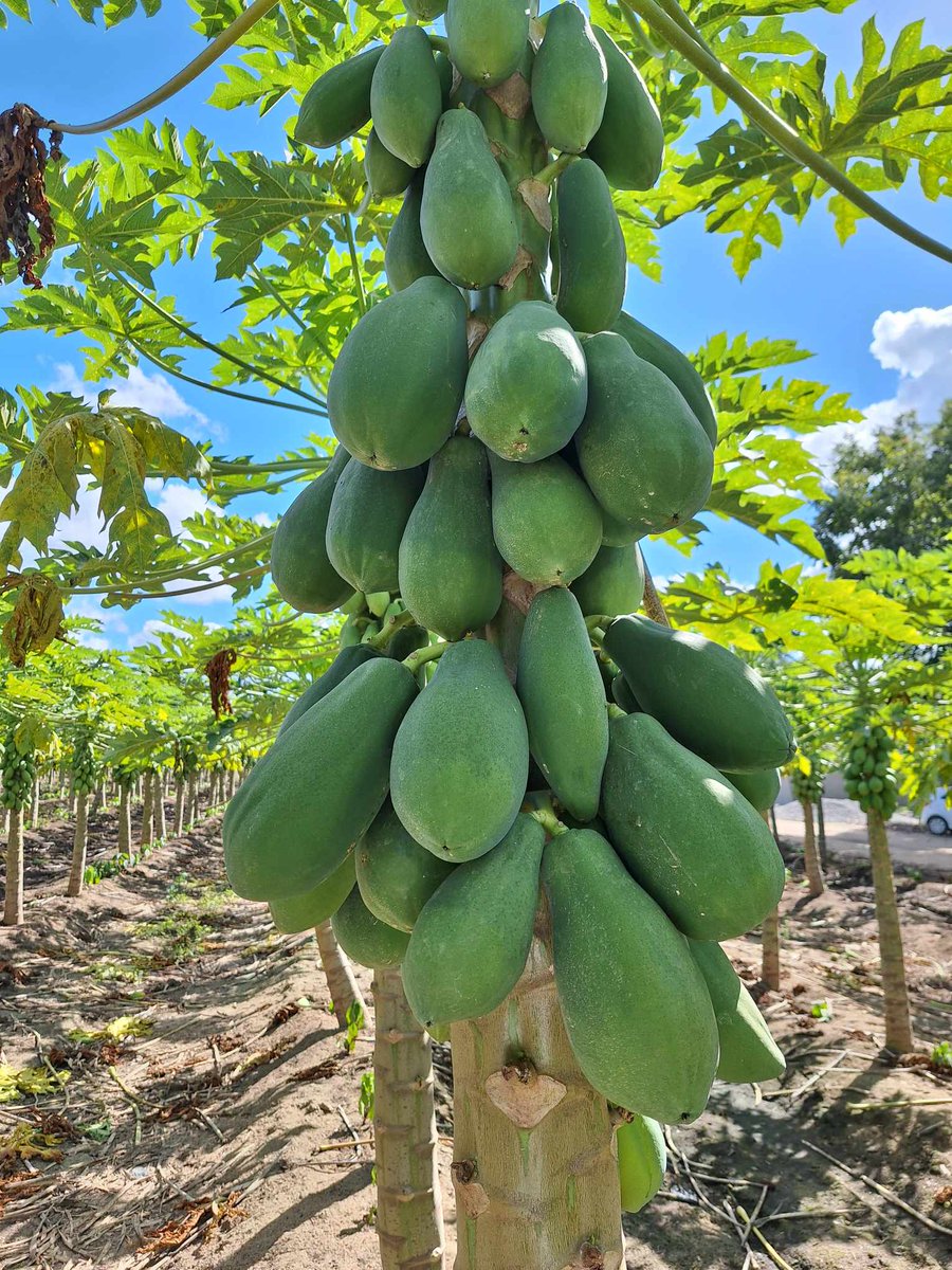 A very interesting field course on papaya, thank you Incaper Linhares! 
Um curso de campo muito interessante sobre mamão, obrigado Incaper Linhares! #Incaper, #UFES