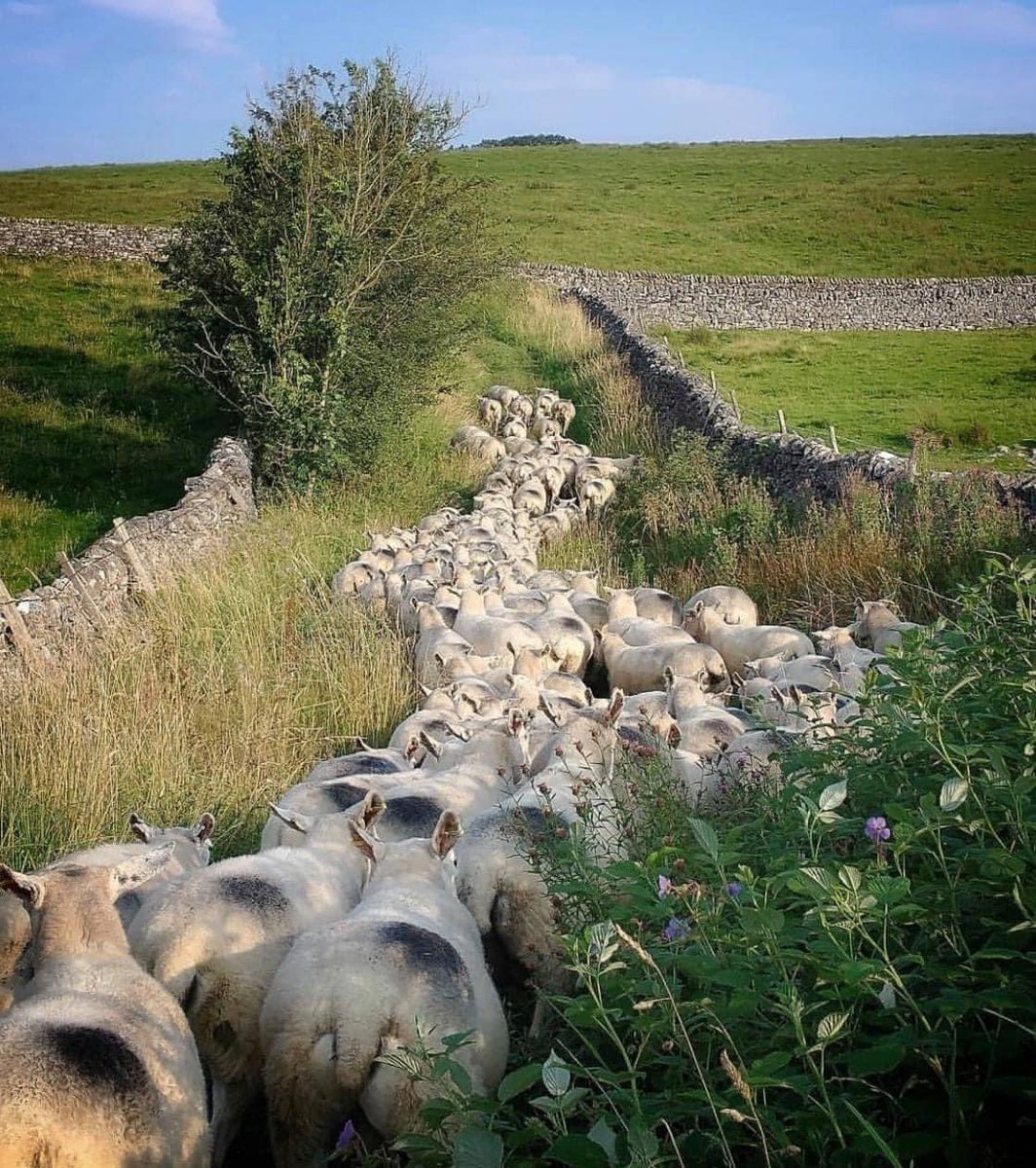 British farming is the best in the world 🙌🇬🇧 📸 Tom Carlisle