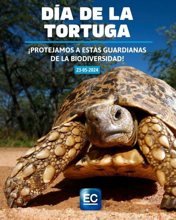 YolandaPc3's tweet photo. 🐢 En el Día de la Tortuga, descubre más sobre estas fascinantes criaturas y los esfuerzos de conservación aplicados en Ecuador. ¡Aprendamos juntos a protegerlas! https://t.co/TMzWmGOO4E   #DíaDeLaTortuga #ConservaciónMarina
#Galápagos https://t.co/scMcoSn8r3