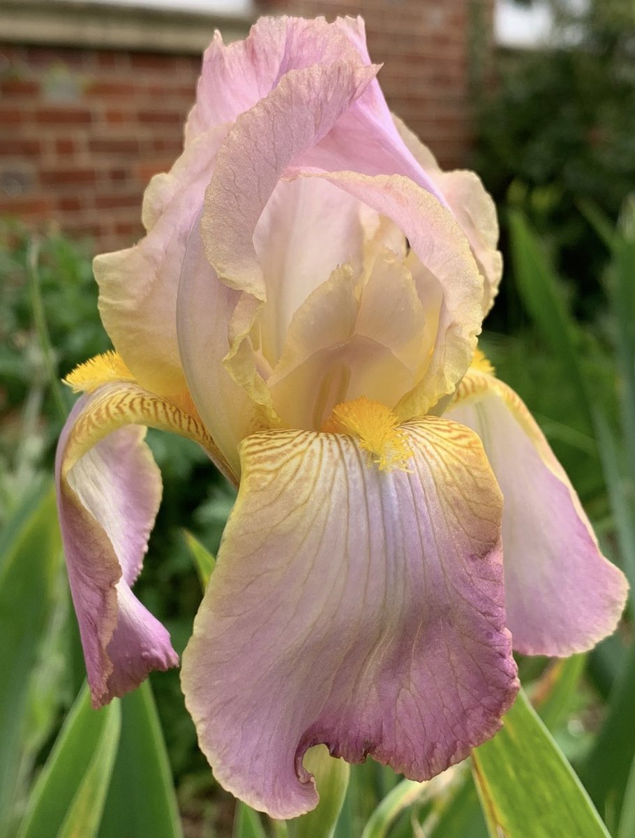 Today’s Iris is another one who’s moved from home to work, ‘Chantilly Lace’ she just oozes charm and class. 😘