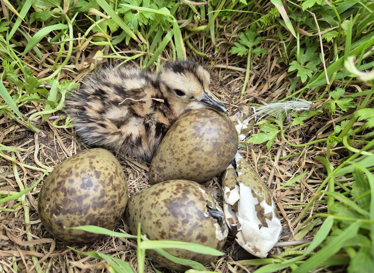 29 Curlew nests found in the Severn &amp; Avon Vales so far this spring, with the first one hatching today
