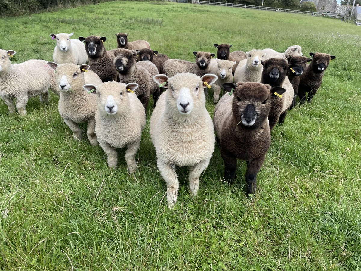 Did you know that Wool is:
100% natural - the fibre isn't artificially made 
100% renewable - sheep grow the wool every year for many years
100% sustainable - sheep live on land where other animals can't survive
100% biodegradable - wool will rot in the soil
Image: Treworval Farm