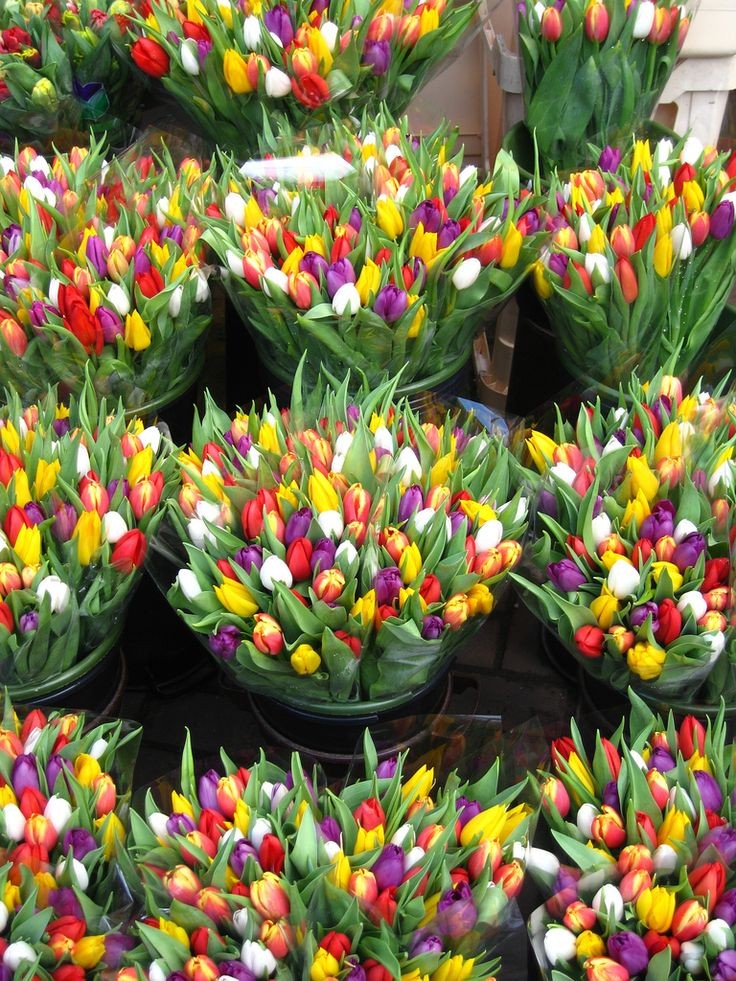 tulips