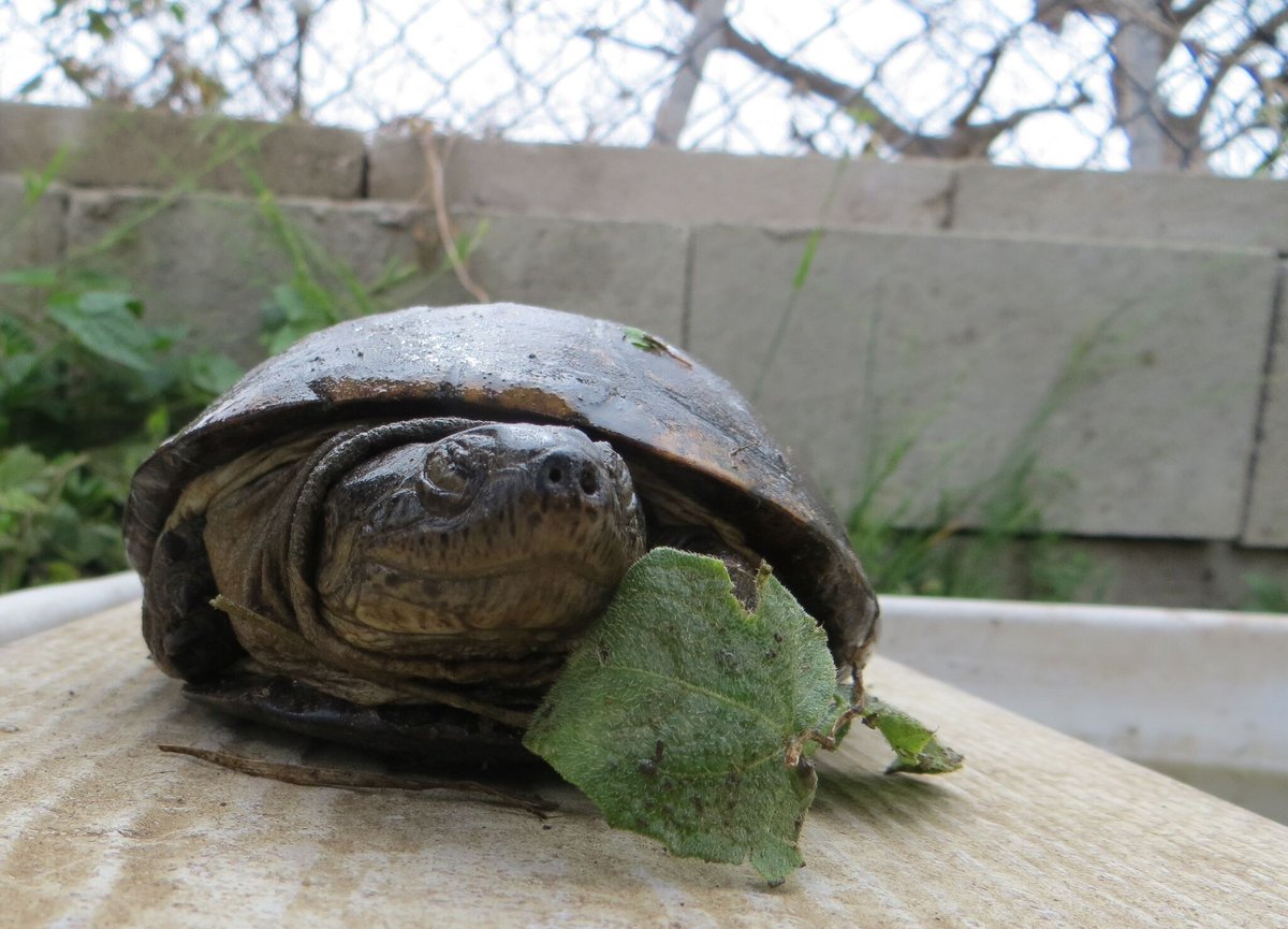 LLIForg's tweet photo. Happy #WorldTurtleDay 🐢 Thank you to the rescues and fellow nonprofits that help keep our planet's turtles and tortoises healthy! https://t.co/IXtMthikUO