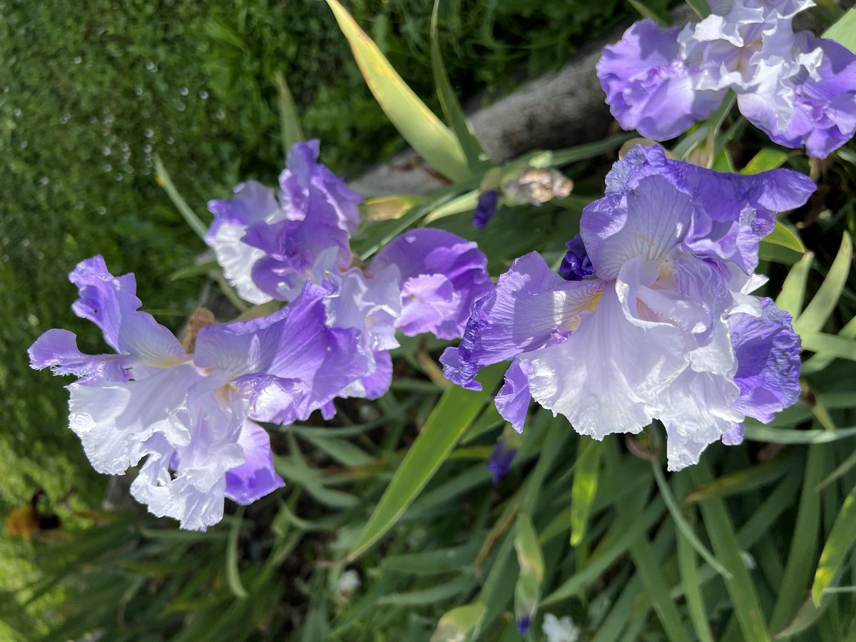 So much distraction around us but here is your #anirisadayformay - Libellule de Solagne (Bourdillon, 2015).  This type of flower, where the beards are elaborated into flamboyant extensions, is known as a “space-ager”. Shades of Star Trek, or should that be Star Wars?