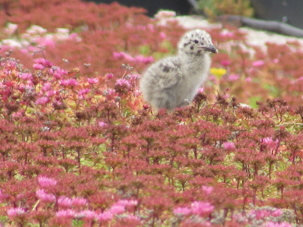 Seagull hatchlings living their best new lives on <a href="/hfxpublib/">Halifax Public Libraries</a> green roof. Here's our latest article on the importance of adapting more green roofs in #halifax as a mitigating factor against recent climate change effects. climatestorynetwork.ca/the-greening-o… @outsidelainc @hci3_fund