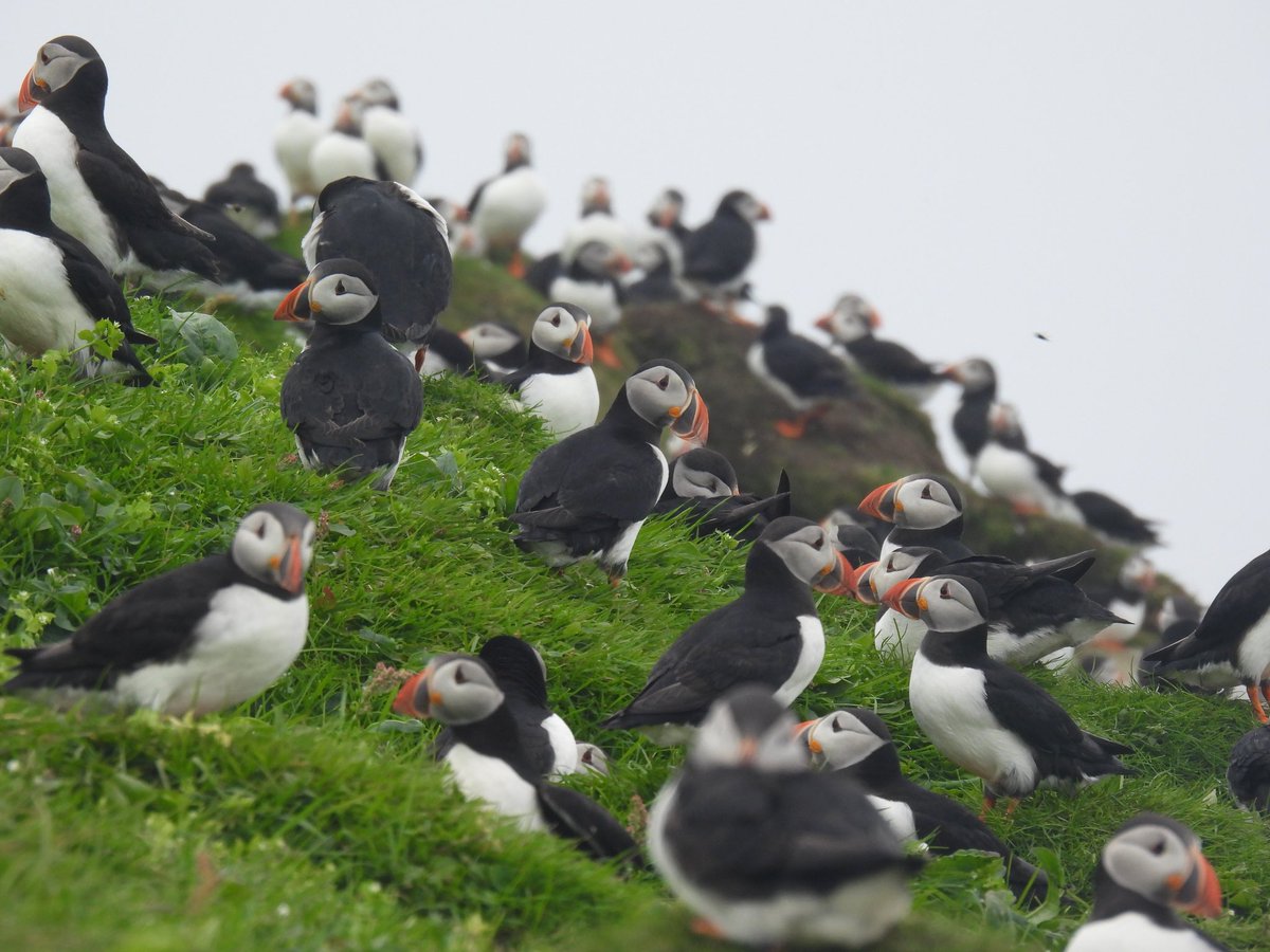 PuffinsDaily's tweet photo. A puffin crowd! #puffins https://t.co/8iVmknhbAD