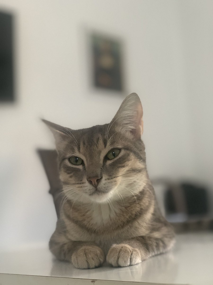 Vickkin370's tweet photo. He likes chilling😊 https://t.co/hL6W0DWlZN