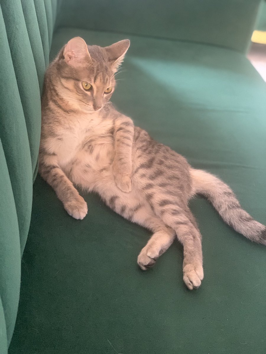 Vickkin370's tweet photo. He likes chilling😊 https://t.co/hL6W0DWlZN