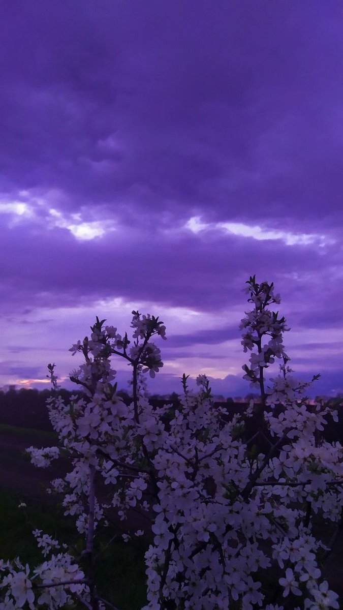 violettweets_'s tweet photo. violet flowers. https://t.co/3XkwoLgExf