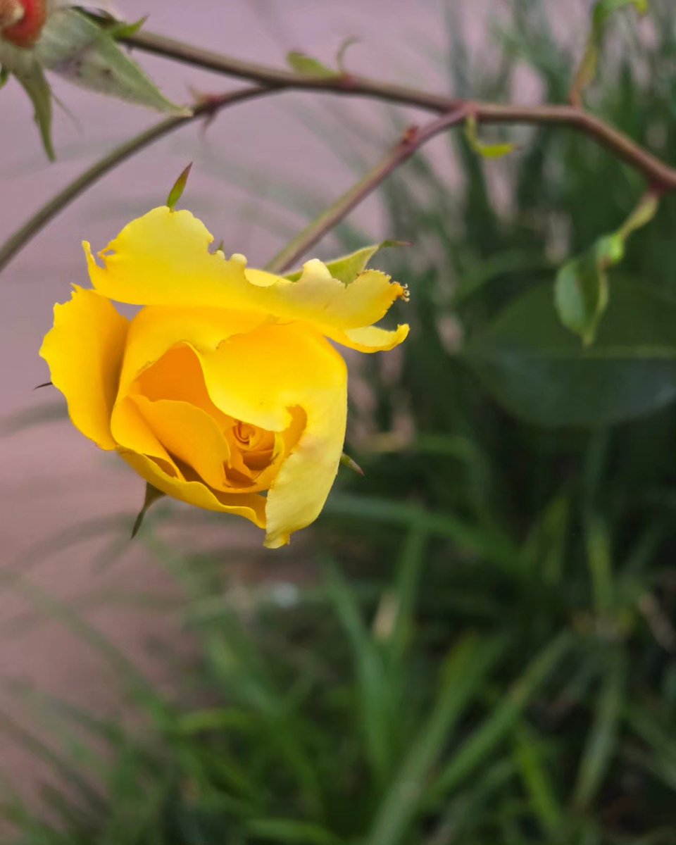 Día de flores!!!! 🌼

#flowers #flowersphotography #photoincolor #naturephotography #naturaleza #flores #floresnaturales #naturalflowers #aurorafreelancephoto ##ourplant #yellowflowers #floresamarillas