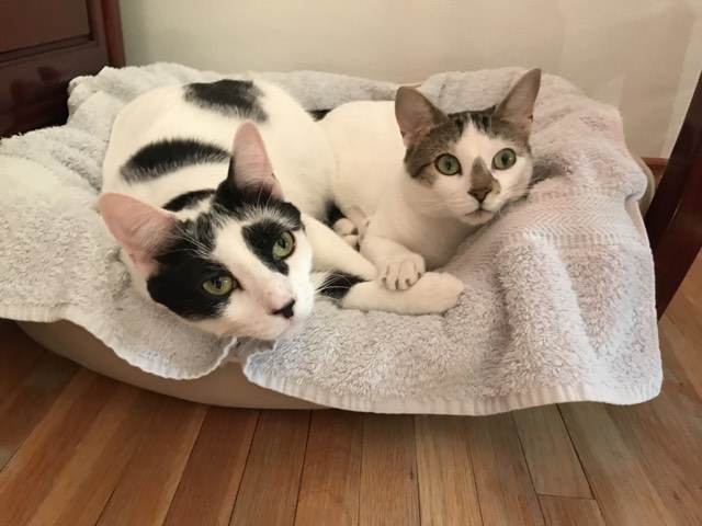 Are Saski and Webster the purrfect pair for you? They're @1023nowradio's Pet Purrsonal Stars this week! 

#safeteamrescue #adoptdontshop #yeg #yegcats #edmontonadoptables #FostersSaveLives #catlovers #kittytwitter