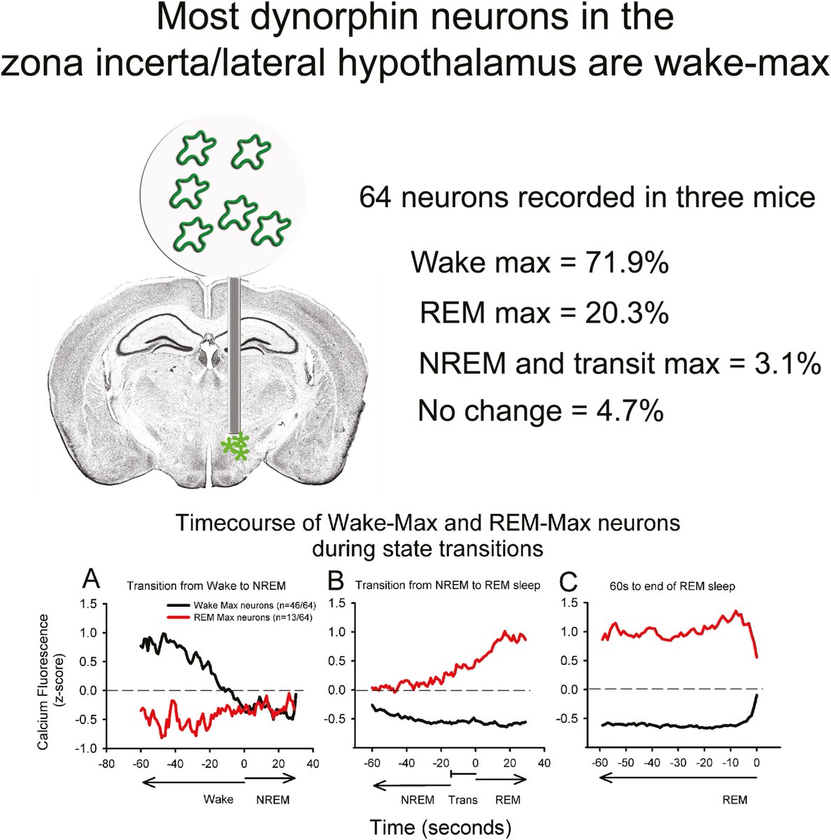 The primary discovery of this study was that the activity pattern of the dynorphin #neurons in the zona incerta/perifornical area is similar to the activity of orexin neurons. ow.ly/6ak150RT5ue #sleep #brain #neuroscience