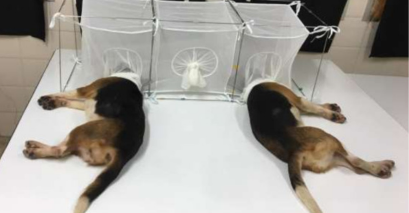 WhiteCoatWaste's tweet photo. “We took on Anthony Fauci’s barbaric beagle abuse and won. Now, we're working to stop all canine cruelty funded with Americans' hard-earned tax dollars.” 

WCW exposed &amp; ENDED Fauci’s dog experiments. Here’s how 👇