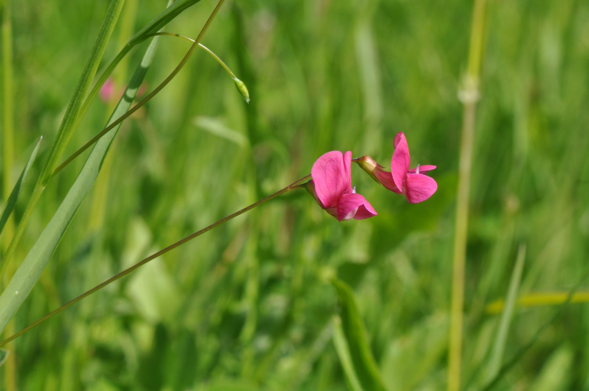 Beautiful and delicate Grass Vetchling - always a delight to spot them in the grass verges at Bernwood Forest nr Oakley in Bucks @BBOWT @BSBIbotany @wildflower_hour