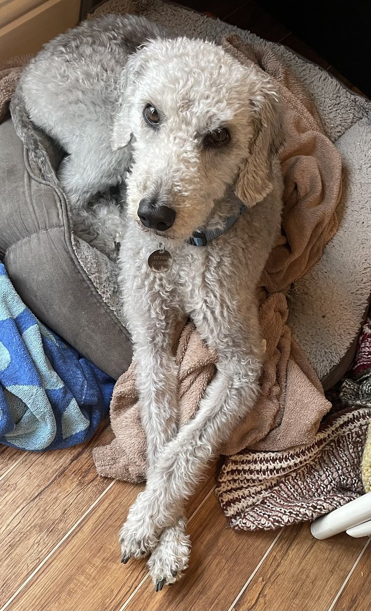 I don’t think I’m thick skinned enough to parent a teenager. Thank goodness for the uncomplicated affection of the dog!