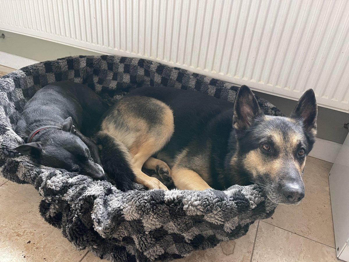 RPD2025STELLA's tweet photo. Mum says I have #batears lol. I enjoyed my walk today followed by a rest and cuddle with Quest 🐾❤️🐾 https://t.co/ZVaMZrrxuH