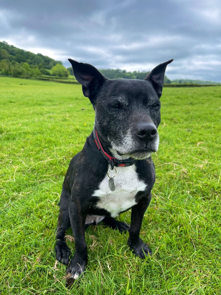 RPD2025STELLA's tweet photo. Mum says I have #batears lol. I enjoyed my walk today followed by a rest and cuddle with Quest 🐾❤️🐾 https://t.co/ZVaMZrrxuH