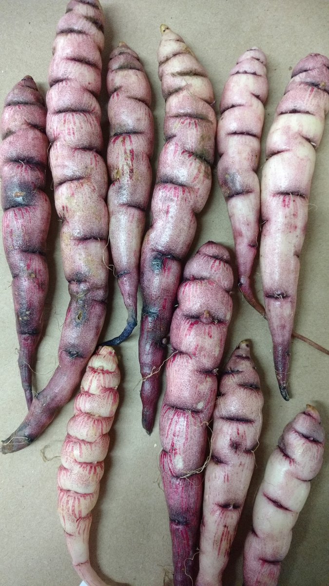 root_food's tweet photo. El cubio tiene propiedades insecticidas y medicinales. Agricultores de los andes lo siembran intercalados con otras plantas como repelente. A pesar de su valor nutricional no se consume extensamente. Te invitamos a conocer sobre su #Diversidad en Boyacá👉 https://t.co/oyvTVXTz3B https://t.co/aZSJFjw5vi