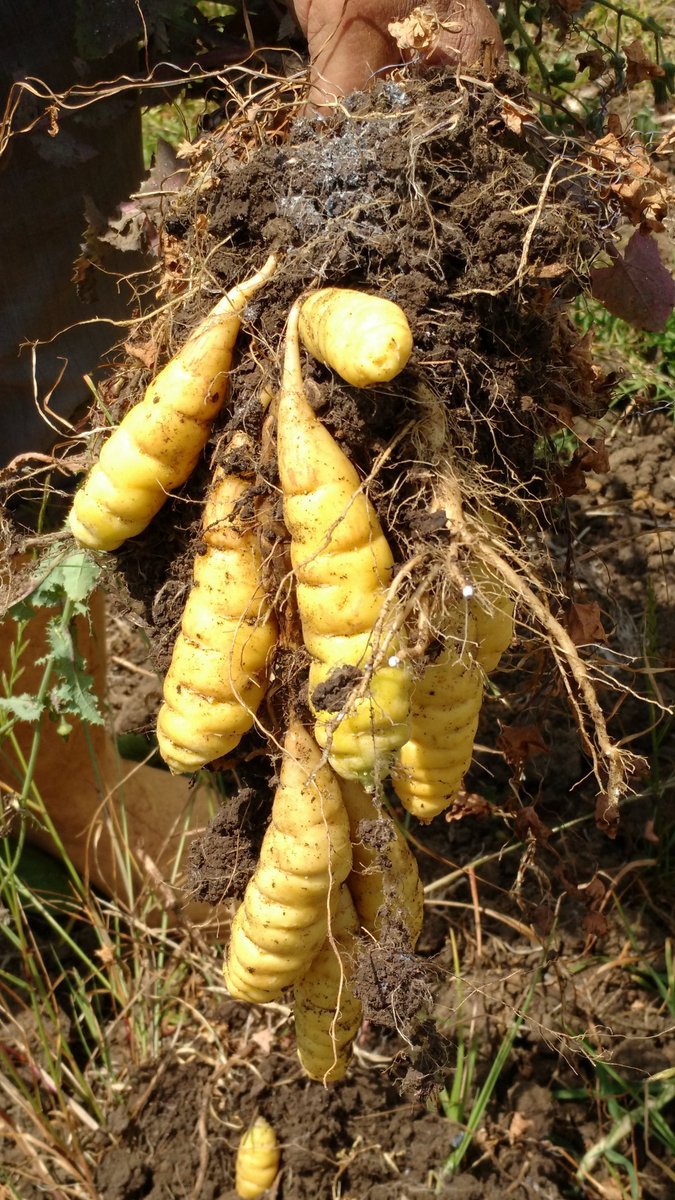 root_food's tweet photo. El cubio tiene propiedades insecticidas y medicinales. Agricultores de los andes lo siembran intercalados con otras plantas como repelente. A pesar de su valor nutricional no se consume extensamente. Te invitamos a conocer sobre su #Diversidad en Boyacá👉 https://t.co/oyvTVXTz3B https://t.co/aZSJFjw5vi