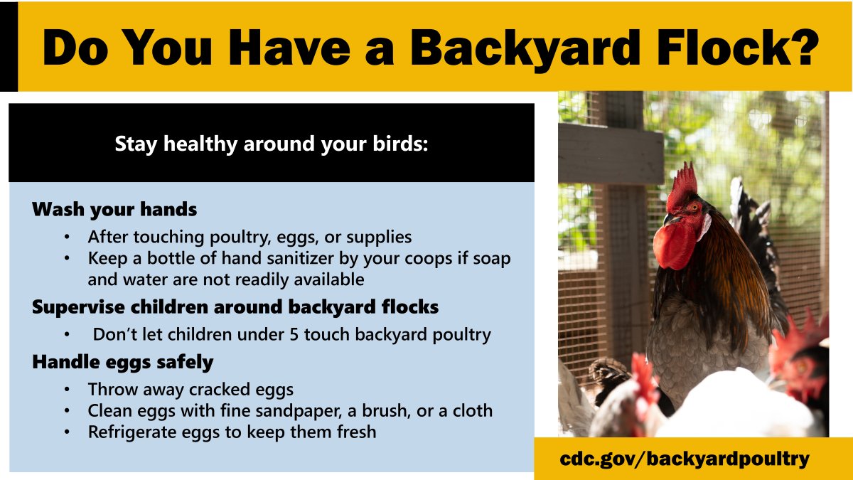 Salmonella Outbreaks: 109 people are sick in 29 states from contact with backyard poultry, such as ducks, chickens, and turkeys. Always take steps to stay healthy around your birds. Learn more about this outbreak: bit.ly/44RDu2p