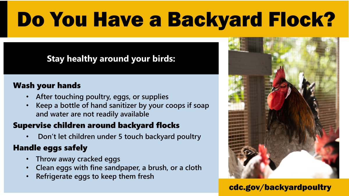 Salmonella Outbreaks: 109 people are sick in 29 states from contact with backyard poultry, such as ducks, chickens, and turkeys. Always take steps to stay healthy around your birds. 

Learn more about this outbreak: bit.ly/44RDu2p
