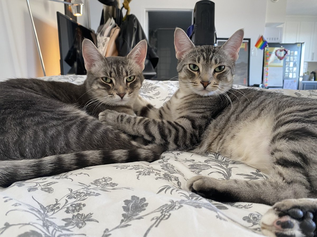 Have you met adoptable duo Cuddles and Dora?

These supurrb sisters are 2 years old and must be adopted together! 

#safeteamrescue #adoptdontshop  #edmontonadoptables #yeg #yegcats #catlovers #fosterssavelives #kittytwitter