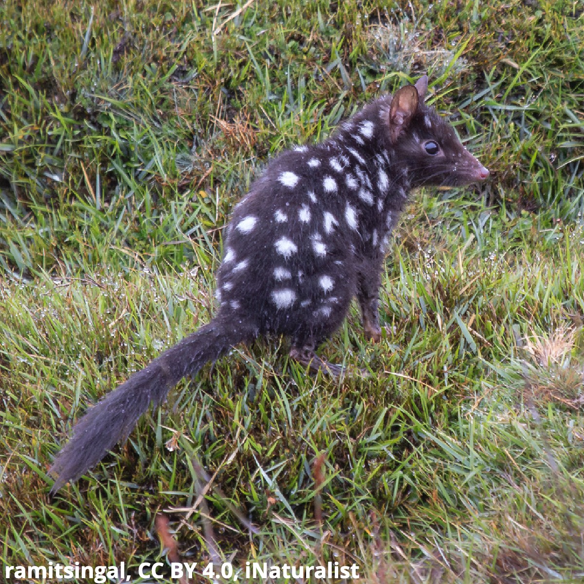 Have you ever seen the eastern quoll? This cat-sized marsupial, which can be found in Tasmania, is a nocturnal predator that spends its day sleeping in its nest. But at night, this formidable predator hunts for prey including rabbits, skinks, and rodents.