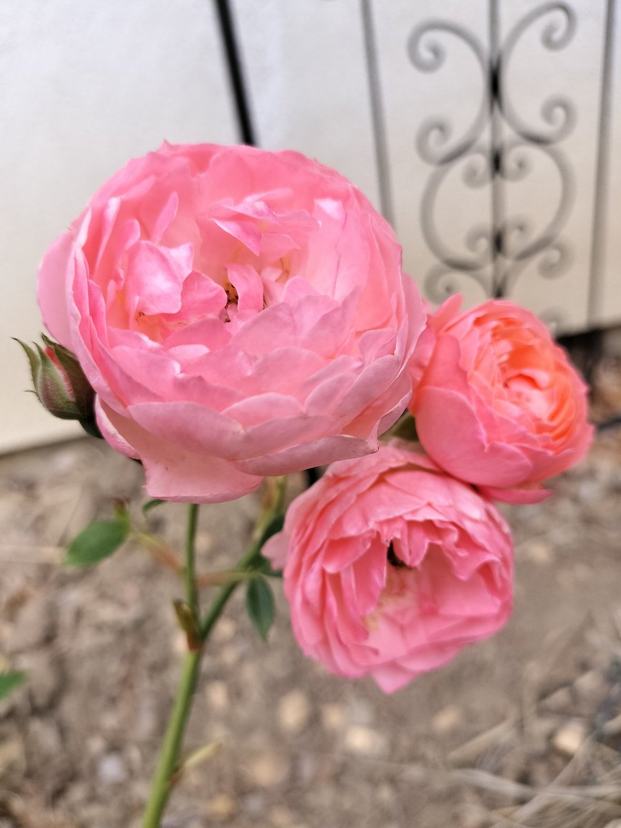 rosamoss3918's tweet photo. ラ・レーヌ・ビクトリア
ロマンティックチュチュ
デスデモーナ
芍薬
　ビクトリアと芍薬はまた、来年ねです https://t.co/UwXOuwYG9h