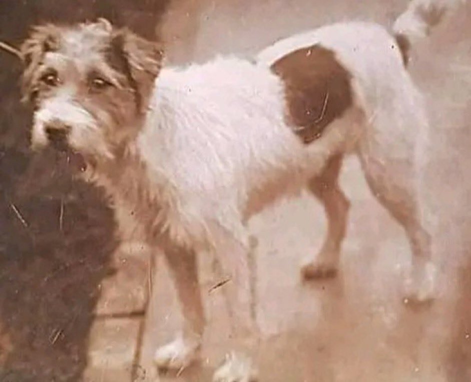 @Morbidful This dog's name was Gunner. My uncle brought him back from WW2. He was raised and slept under my uncle's anti- aircraft gun. The gun crew shared their rations to feed him. By the time he was 18 months old, my uncle said he would stand up and look at the sky. If he laid back down