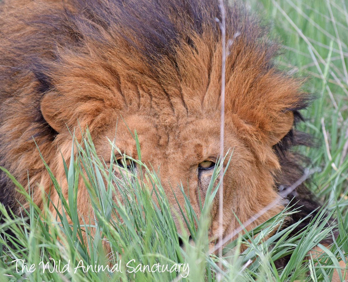 Picture Of The Day!
Location: The Wild Animal Sanctuary, Keenesburg, CO.

We see you, Odin!

#TheWildAnimalSanctuary #wildanimalsanctuary #sanctuary #Colorado #rescuedlion #keenesburgcolorado #keenesburg