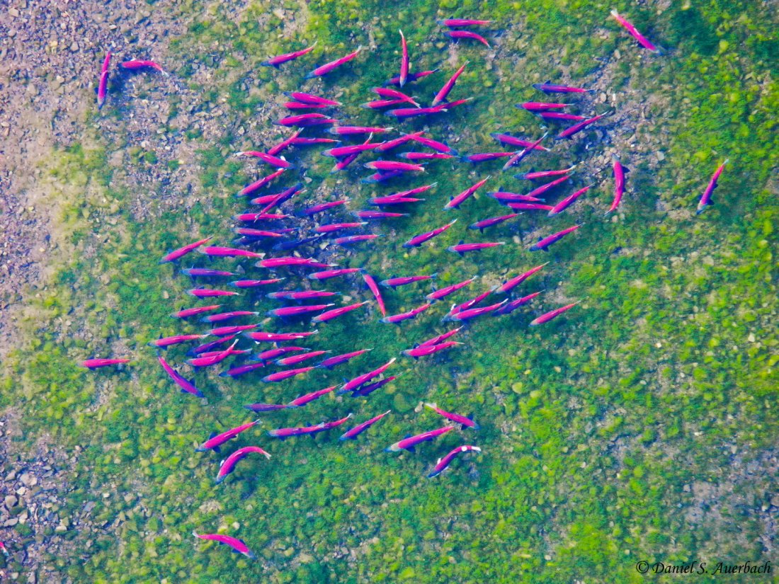 recent study explores #climate impacts on streamflow patterns and #salmon populations across the #pnw including the challenges of lower summer flows, increased flooding, and adaptive water policies that may help to mitigate such impacts.

agclimate.net/climate-change… 
<a href="/EcologyWA/">WA Department of Ecology</a>