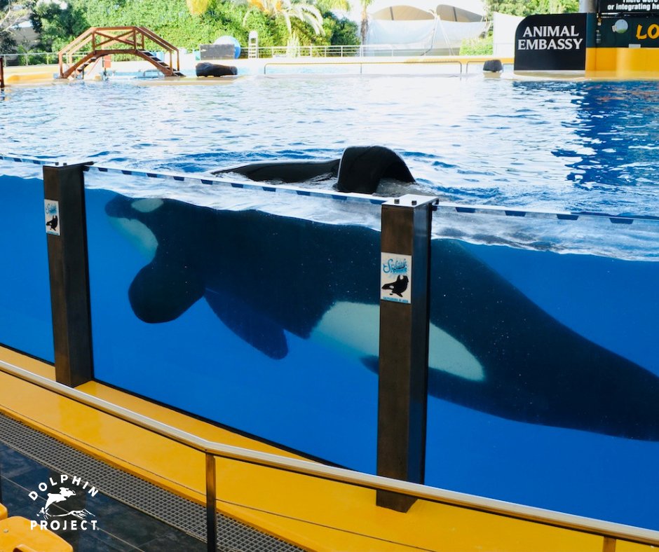Keto, who killed a trainer in 2009, spends his time swimming in circles in a concrete show stadium. According to Loro Parque, this is an appropriate life for an orca, even though he belongs to one of the most intelligent and complex species: bit.ly/3ypDH0C