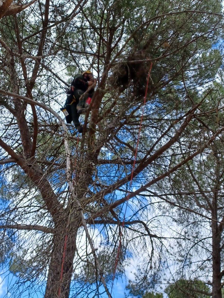 112cmadrid's tweet photo. 🦅 El Grupo de Intervención en Altura #GIAM de los #AgentesForestalesCM 🌿 , junto con @GREFA_Fauna , están anillando e instalando emisores GPS en pollos de milano real, una especie con el máximo nivel de protección.
#ASEM112 https://t.co/YSWg09NtMu