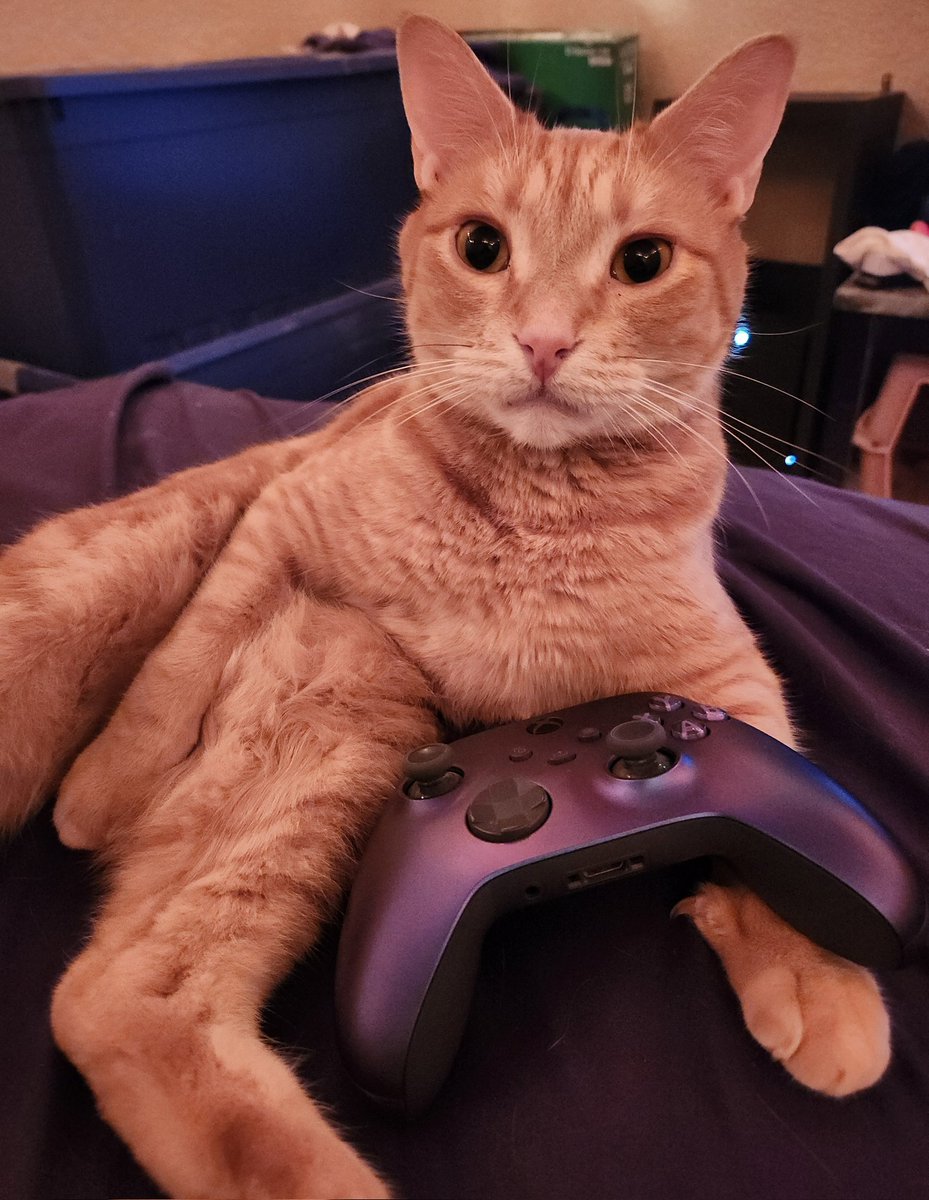 r0gues_fr0ntier's tweet photo. My baby orange kitty, Nibbles

#GamerKitty #CatsofTwitter #Gaming https://t.co/CvXEvGkwUZ