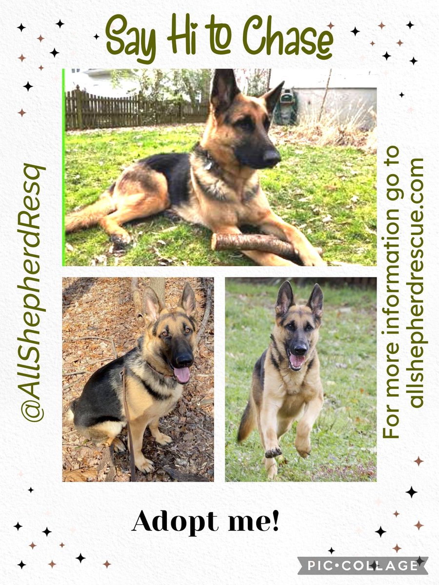 Sweet Chase needs a home 🏡 if you are in #Maryland #Virginia #WashingtonDC #Pennsylvania check out the allshepherdrescue.com website for more information 😀 #USA #AdoptDontShop #k9hour #rehomehour #forgottensoulshour