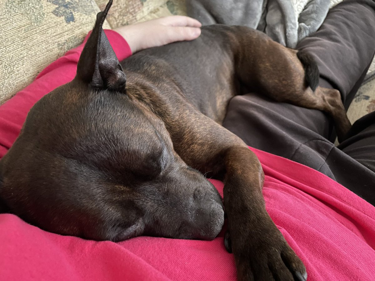 FelisVRC's tweet photo. 0 more days(so busy the last two days)❤️🐕 #staffy #Staffordshire #dog #woof #bork #cute #brindle https://t.co/lvQkuebGpx