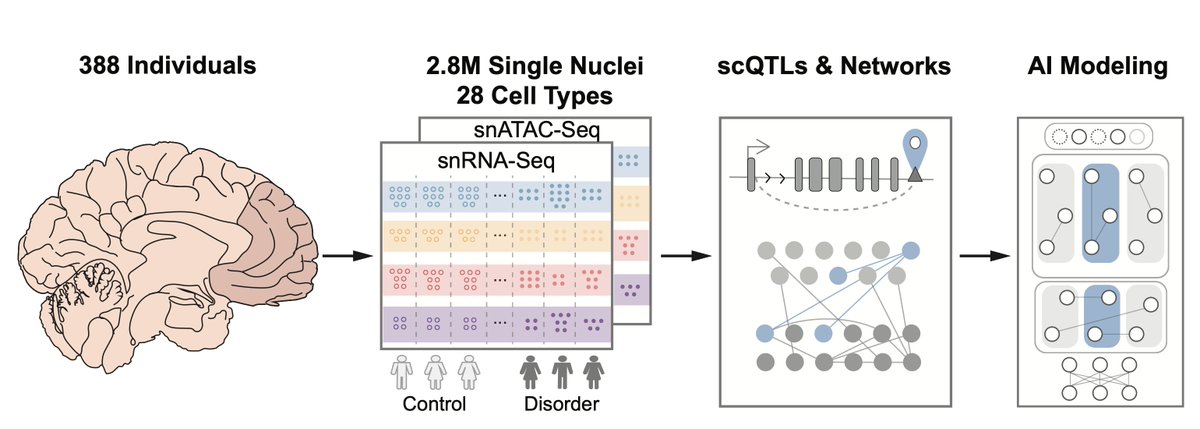 New paper on single-cell genomics & regulatory networks for 388 human brains just out in @ScienceMagazine. Neat stuff on single-cell QTLs, cell-to-cell communication, & DL models simulating drug effects (science.org/doi/10.1126/sc…) #PsychENCODE24